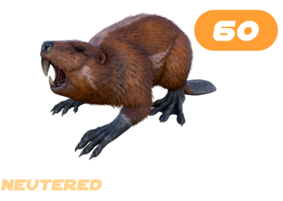 Casteroides